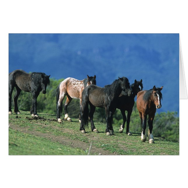 Wilde Mustang Pferde in den Bergen (Vorderseite (Horizontal))