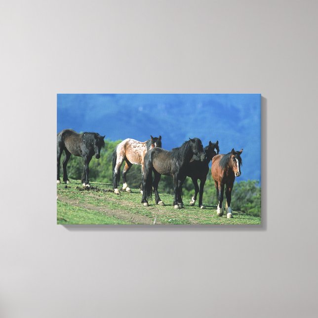 Wilde Mustang Pferde in den Bergen Leinwanddruck (Vorderseite)