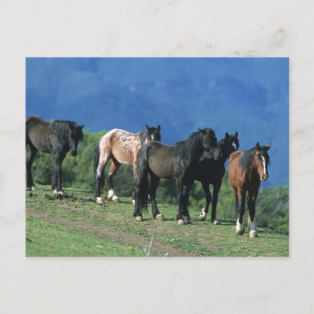 Wilde Mustang Pferde in den Bergen Postkarte (Vorderseite)