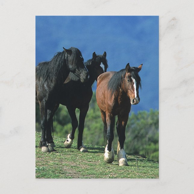 Wilde Mustang Pferde in den Bergen Postkarte (Vorderseite)