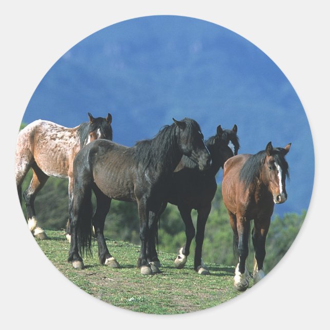 Wilde Mustang Pferde in den Bergen Runder Aufkleber (Vorderseite)