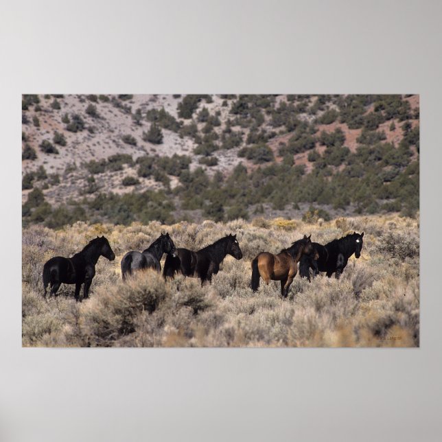 Wilde Mustang Pferde in der Wüste 2 Poster (Vorne)