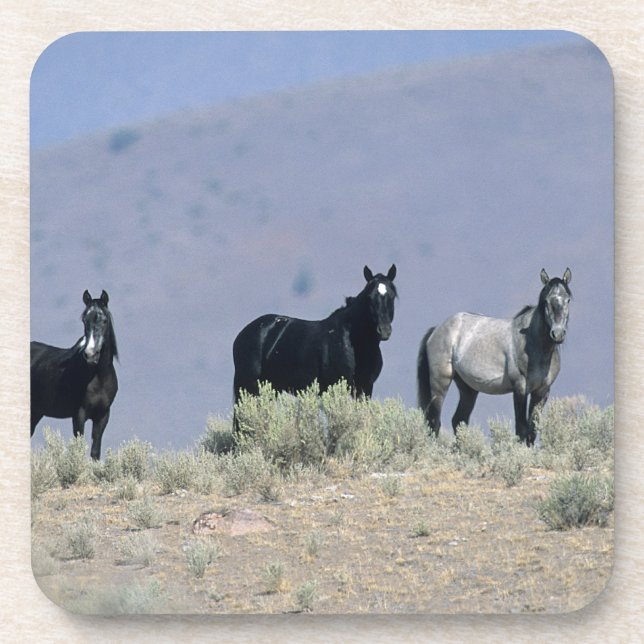 Wilde Mustang-Pferde in der Wüste 3 Untersetzer (Vorderseite)