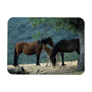 Wilde Mustang-Stute u. Fohlen Magnet