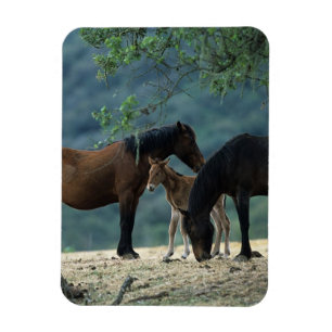 Wilde Mustang-Stute u. Fohlen Magnet