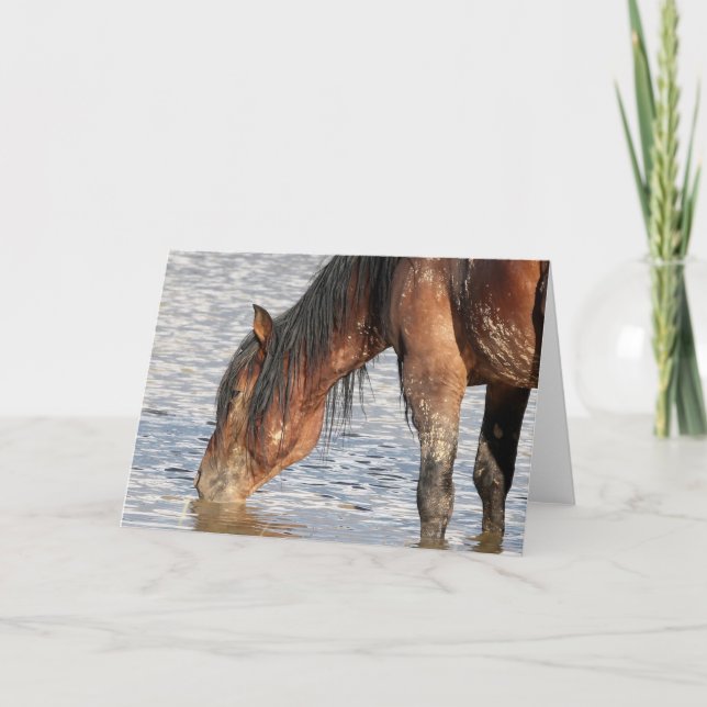 Wilde Mustangs aus dem Westen Karte (Vorderseite)