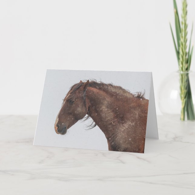 Wilde Mustangs in der Schneekarte Karte (Vorderseite)