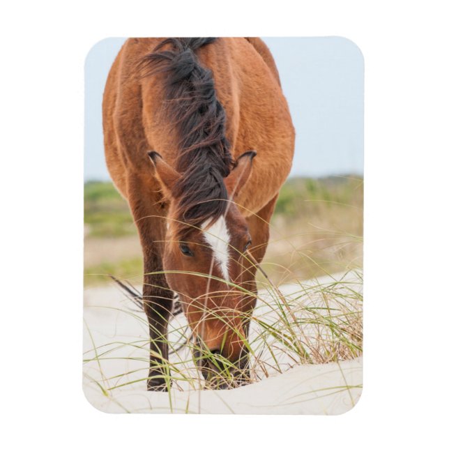 Wilde Mustangs oder Banker-Pferde Magnet (Vertikal)