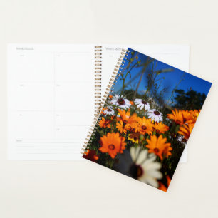 Wilde Namaqualand-Blume Planer