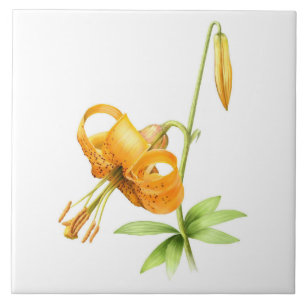Wilde Orange Tigerlilie Blumige Botanische Kunst Fliese