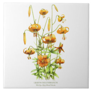 Wilde Orange Tigerlilie Florale Botanische Kunst Fliese