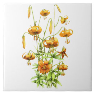 Wilde Orange Tigerlilien Blumen Botanische Kunst Fliese