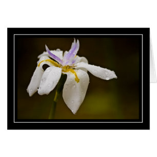 Wilde Orchideen-leere Karte