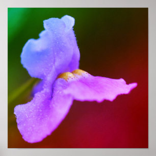 Wilde Orchideenblüte Poster