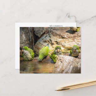 Wilde Parrots Badegewässer in Spanien Postkarte