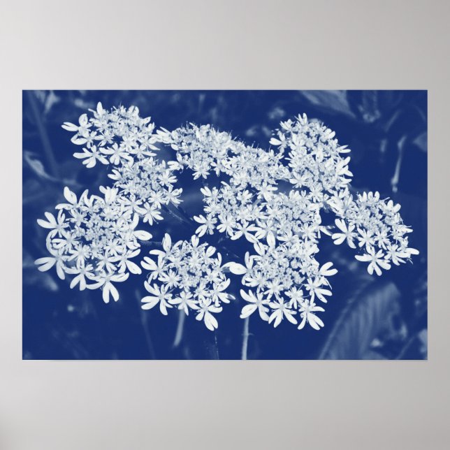 Wilde Parsley - Cyanotypeneffekt Poster (Vorne)