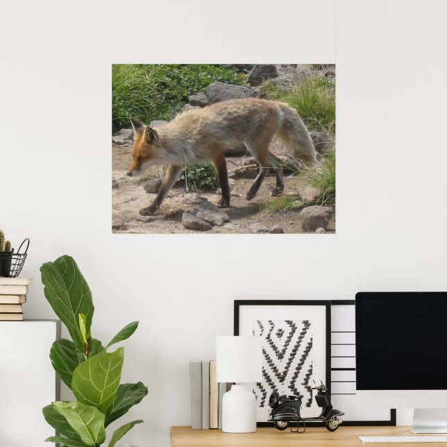 Wilde Pause: Fuchs im Morgenlicht Poster (Heimbüro)