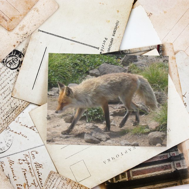 Wilde Pause: Fuchs im Morgenlicht Postkarte (Von Creator hochgeladen)