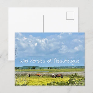Wilde Pferde des Assateague Postcard Postkarte