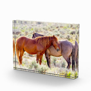 Wilde Pferde Fotoblock