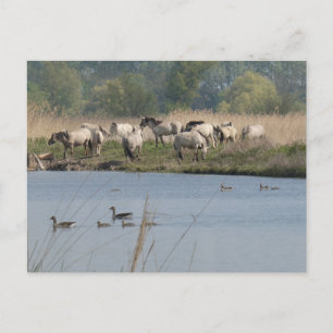Wilde Pferde & Gänse Familie DIY Postkarte