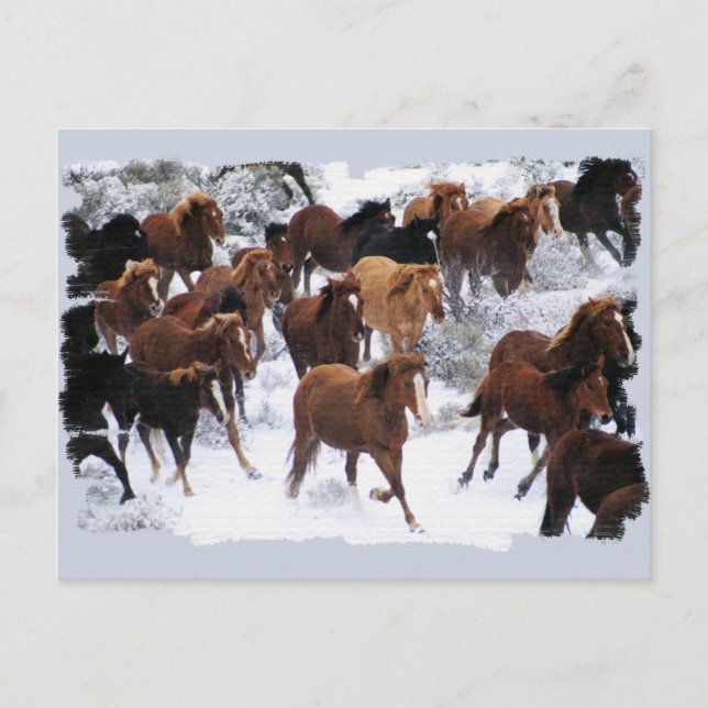 Wilde Pferde getrieben Postkarte (Vorderseite)
