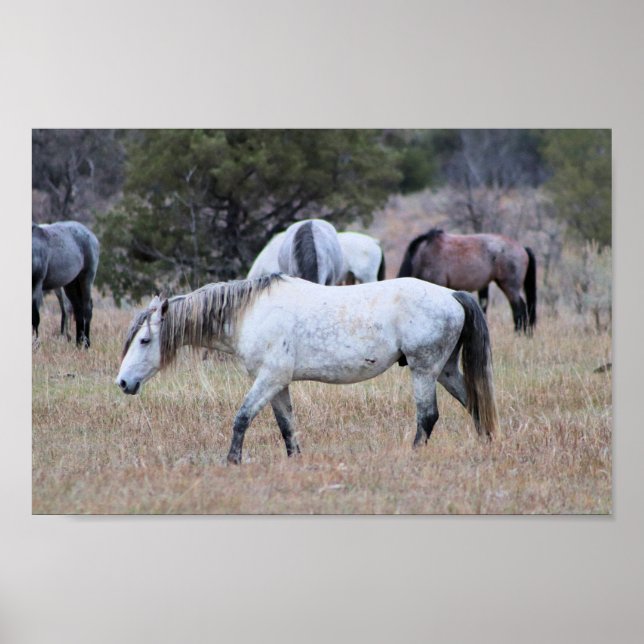 Wilde Pferde im Nationalpark Theodore Roosevelt Poster (Vorne)