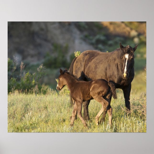 Wilde Pferde im Nationalpark Theodore Roosevelt Poster (Vorne)