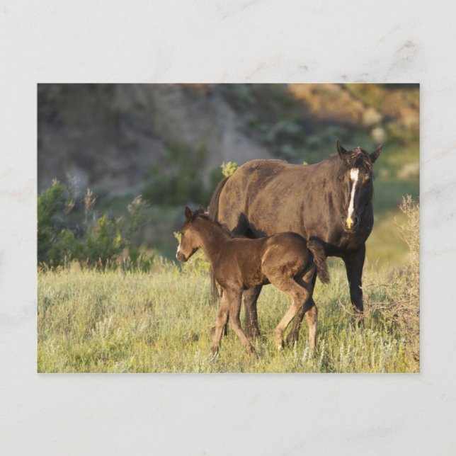 Wilde Pferde im Nationalpark Theodore Roosevelt Postkarte (Vorderseite)