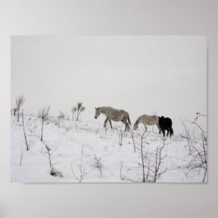 Wilde Pferde im Schneewertpapier Poster