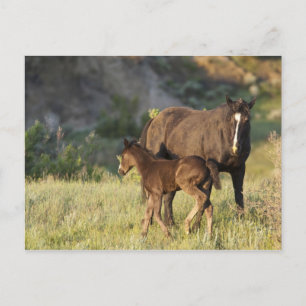 Wilde Pferde im Theodore-Roosevelt-Nationalpark Postkarte