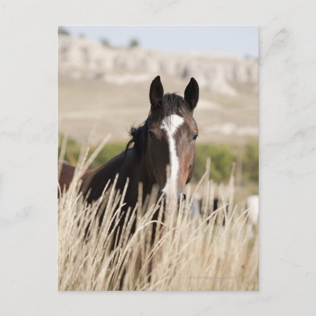 Wilde Pferde in South Dakota Postkarte (Vorderseite)