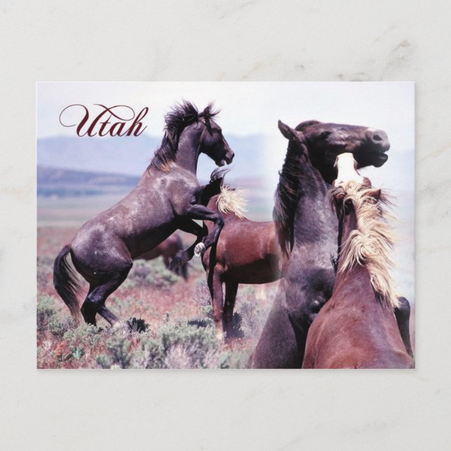 Wilde Pferde kämpfen, Utah Postkarte (Vorderseite)