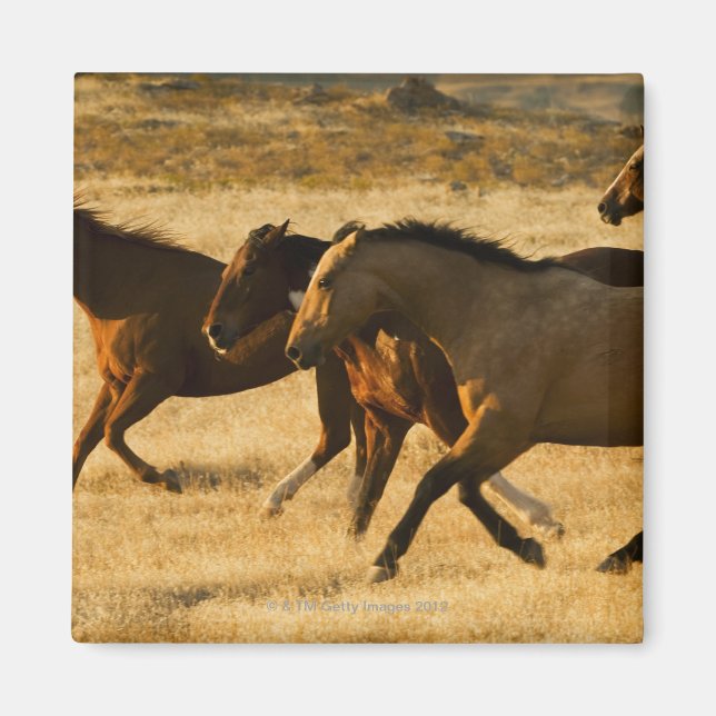 Wilde Pferde Magnet (Vorne)