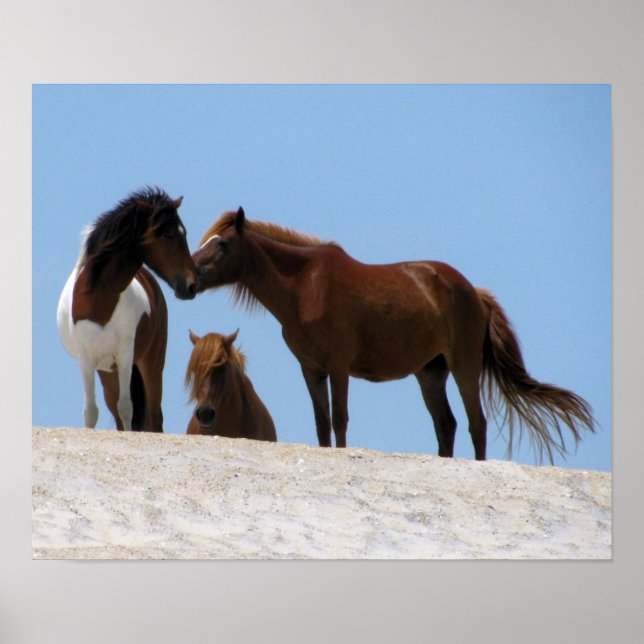 Wilde Pferde Poster (Vorne)