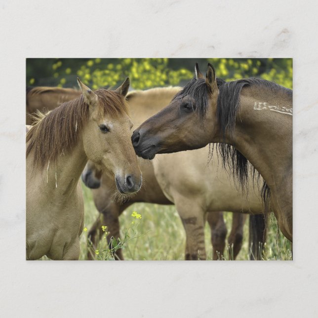 Wilde Pferde Postkarte (Vorderseite)