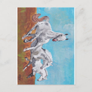 Wilde Pferde Postkarte