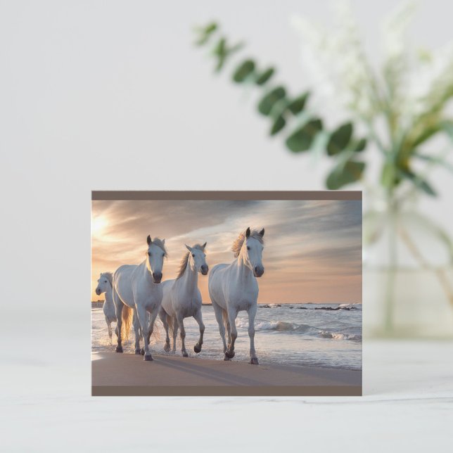 Wilde Pferde Postkarte (A group of four white horses walks gracefully along the shoreline at sunset.)
