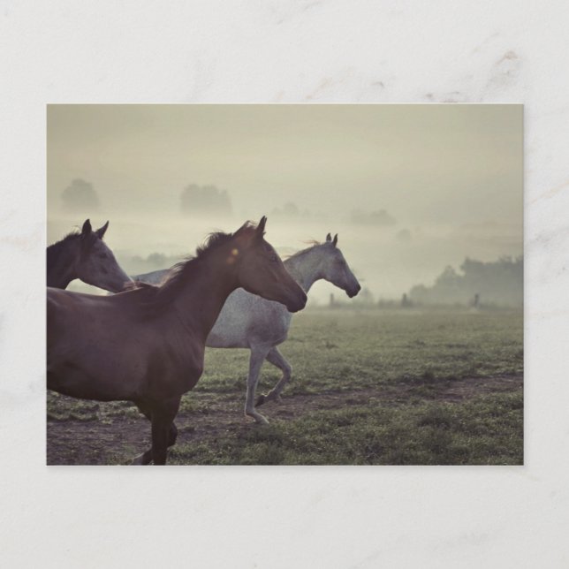Wilde Pferde Postkarte (Vorderseite)