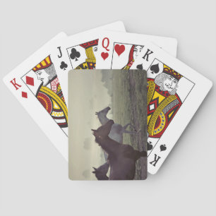 Wilde Pferde Spielkarten