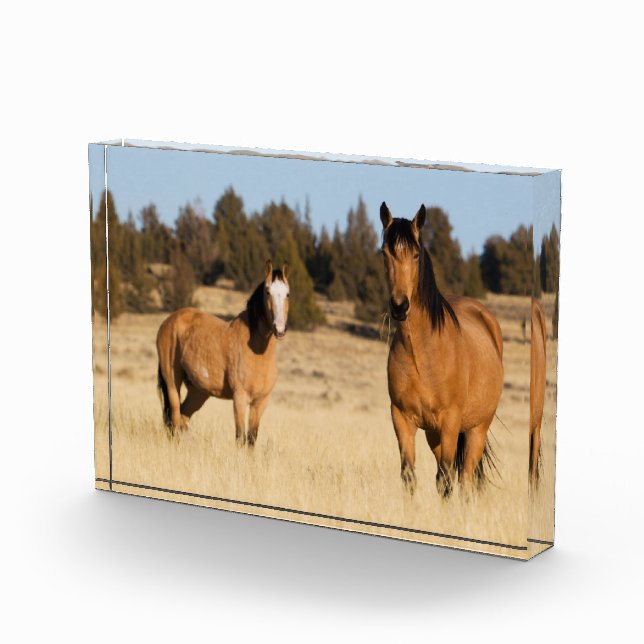 Wilde Pferde, Steengebirge Fotoblock (Rechts)