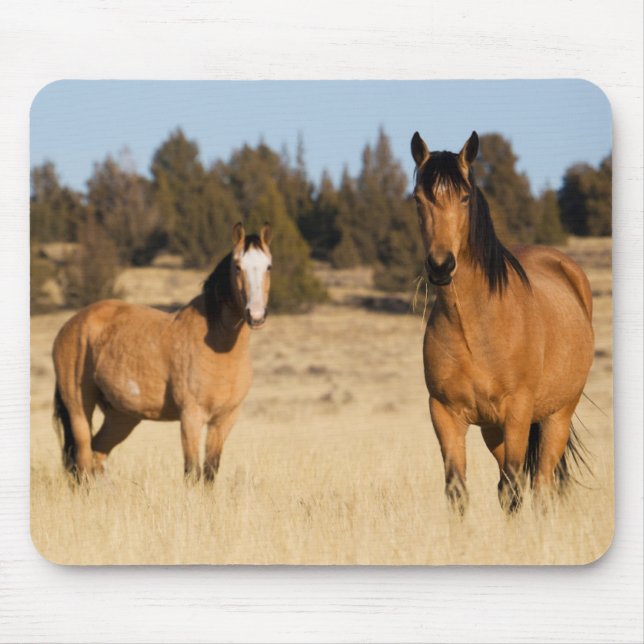 Wilde Pferde, Steengebirge Mousepad (Vorne)