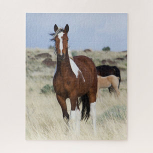 Wilde Pferde, Steens Mountains