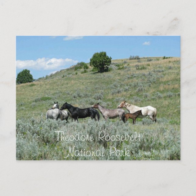 Wilde Pferde, Theodore Roosevelt NP, North Dakota Postkarte (Vorderseite)