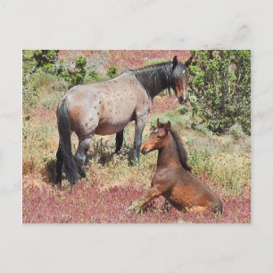 Wilde Pferde, Wildtiere, Postkarten