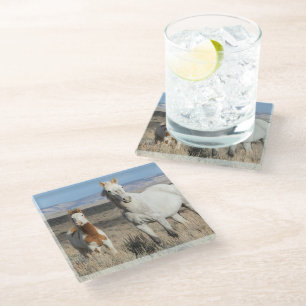 Wilde Pferde zu Hause im Sandwash Basin Glasuntersetzer