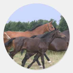 Wilde Pferdeaufkleber Runder Aufkleber