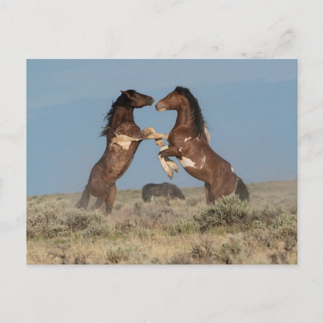 Wilde Pferdeställe kämpfen Postkarte (Vorderseite)