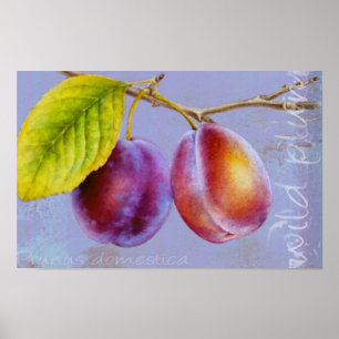 Wilde Pflaume - Prunus domestica - Plakatdruck Poster