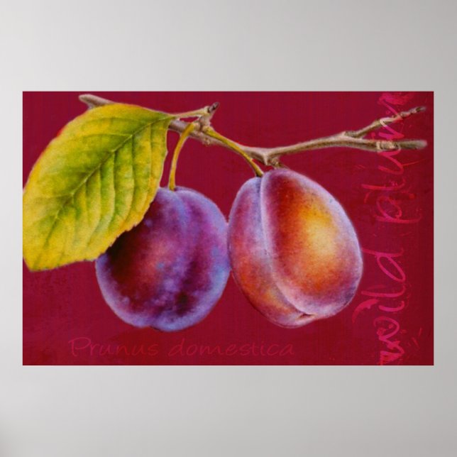 Wilde Pflaume - Prunus domestica-Poster (reich rot Poster (Vorne)